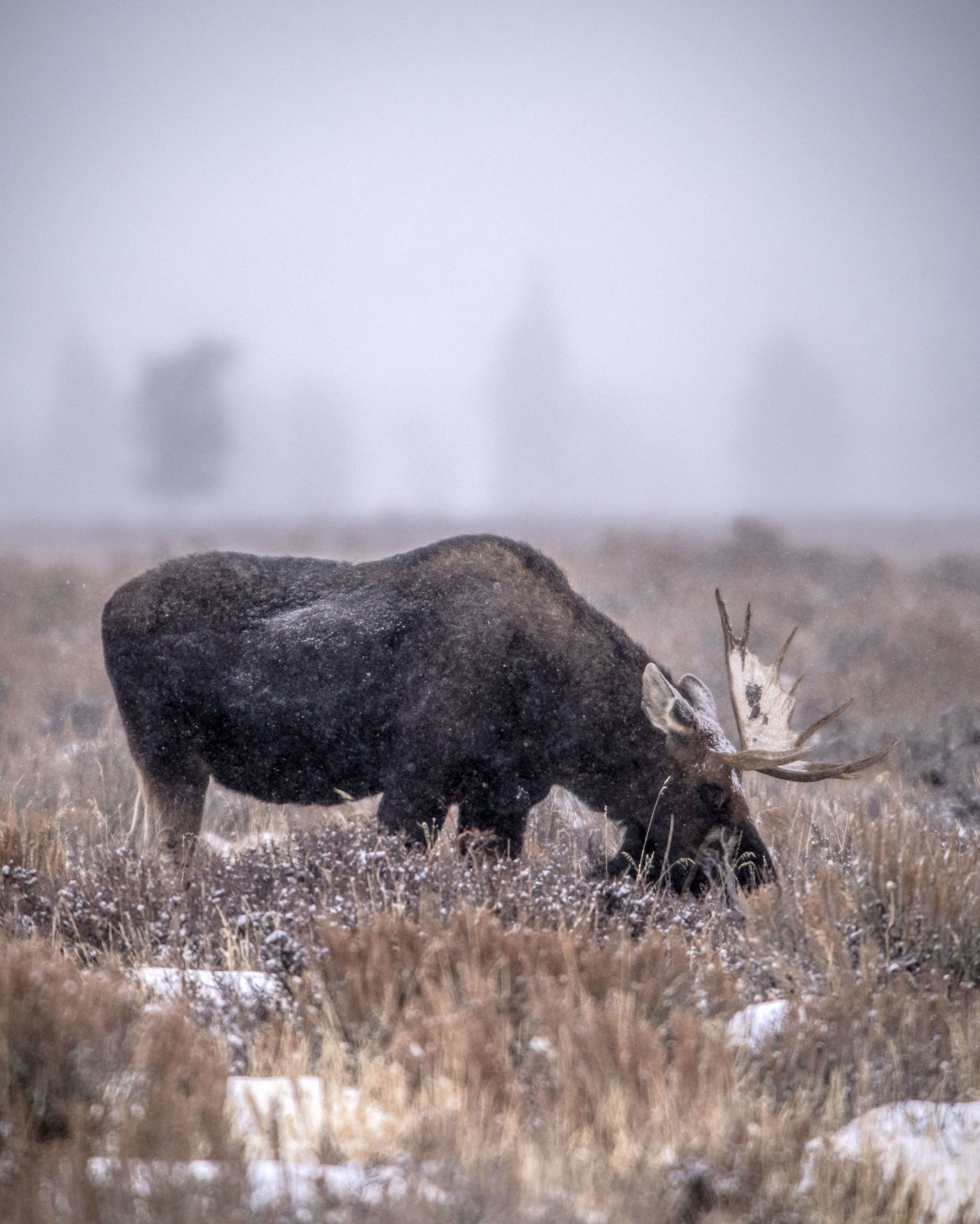 Bull moose in Grand Teton National Park
